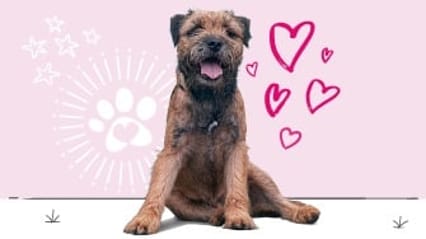 Border terrier insurance