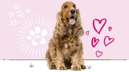 Cocker spaniel insurance