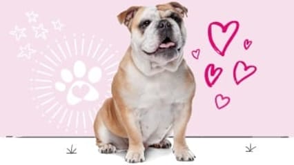 English bulldog insurance