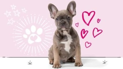 French bulldog insurance