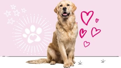 Golden retriever insurance