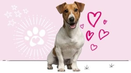 Jack Russell insurance