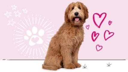 Labradoodle insurance