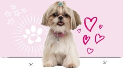 Shih Tzu insurance