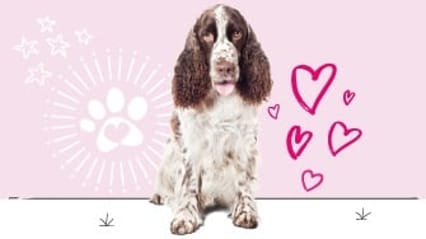 Springer spaniel insurance