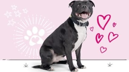 Staffordshire bull terrier insurance