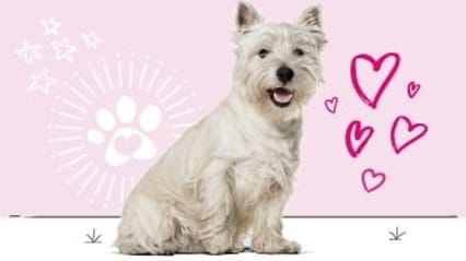 West Highland terrier insurance
