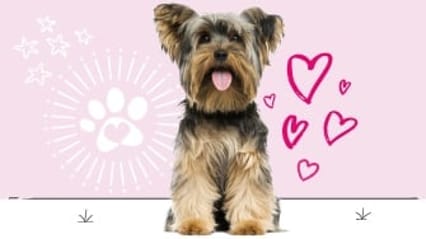 Yorkshire terrier insurance