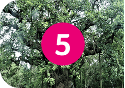 Major Oak Trail - 5