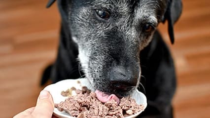 Image of elderly dog eating tinned dog meat from a saucer