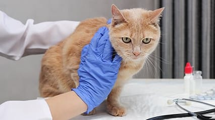 Image of underweight ginger cat being assessed by vet wearing blue gloves