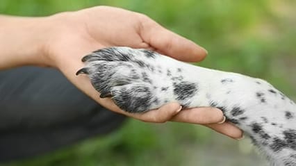 Image of a hand holding a spotted dog's paw