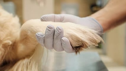 Image of a gloved vet's hand holding a golden retriever's paw