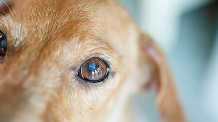 Image of an elderly dog's face, focusing on the reflection in their left eye