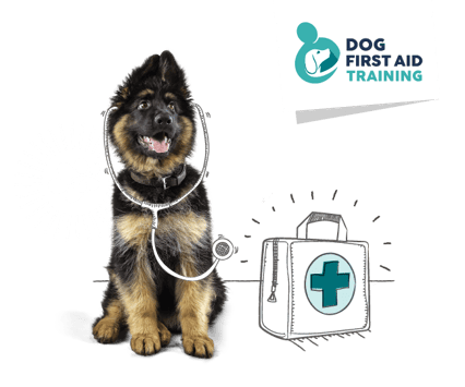 Dog and a first aid kit