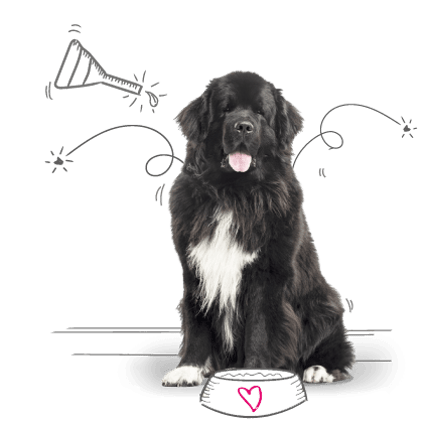 Photo of a dog on an illustrated background