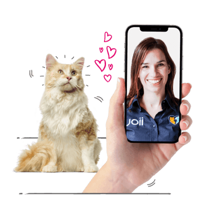 Older cat chatting with a vet on a smartphone