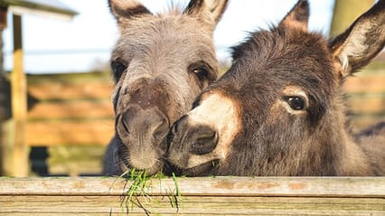 Picture of 2 donkeys