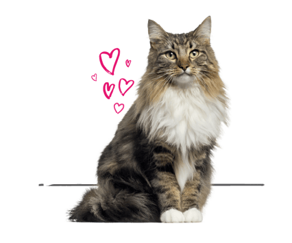 Maine Coon