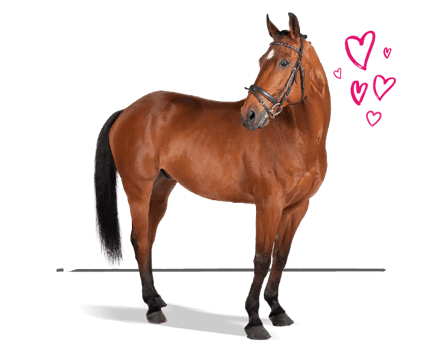 Horse Insurance