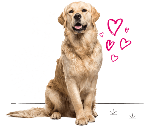 Golden retriever looking for insurance