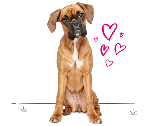 Boxer looking for insurance