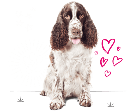 Springer spaniel looking for insurance