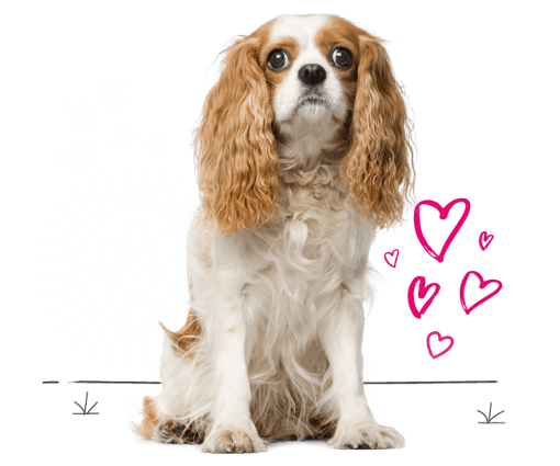 Cavalier King Charles spaniel looking for insurance