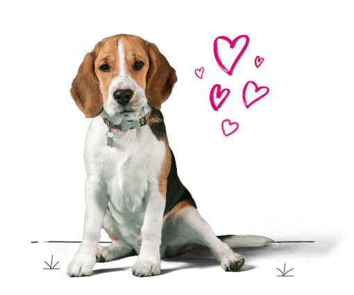 Beagle looking for insurance