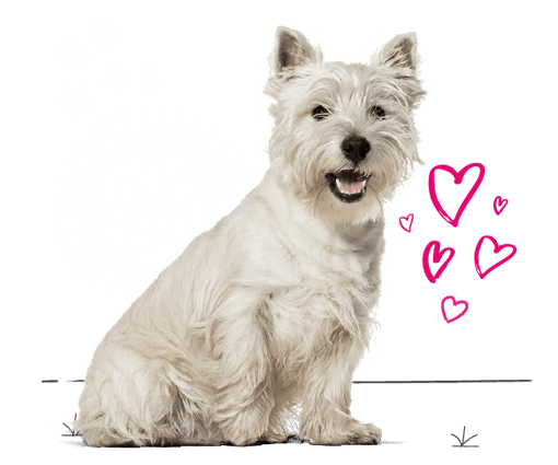 West Highland terrier looking for insurance