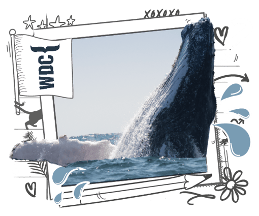 A blog banner with a whale jumping out of water