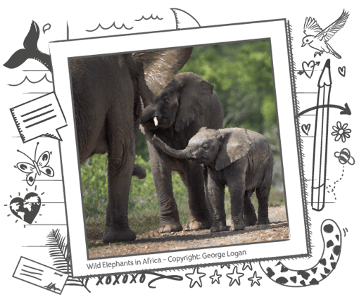 an image of elephants together in a polaroid frame