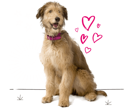 Lurcher looking for insurance