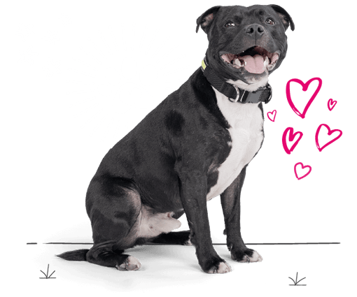 Staffordshire bull terrier looking for insurance