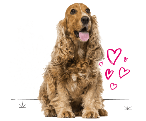 Cocker spaniel looking for insurance