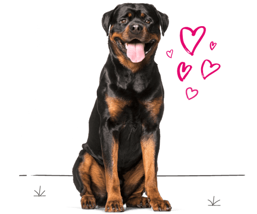 Rottweiler looking for insurance