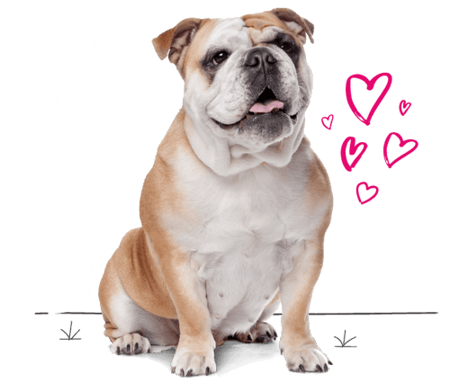 English bulldog looking for insurance