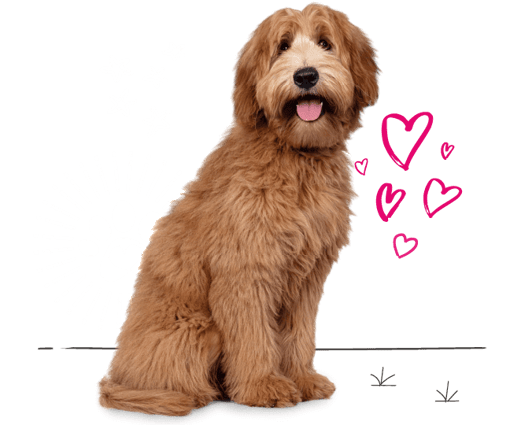 Labradoodle looking for insurance