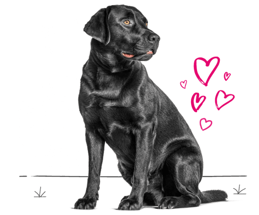 Black Labrador looking for insurance