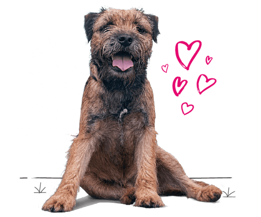 Border terrier looking for insurance