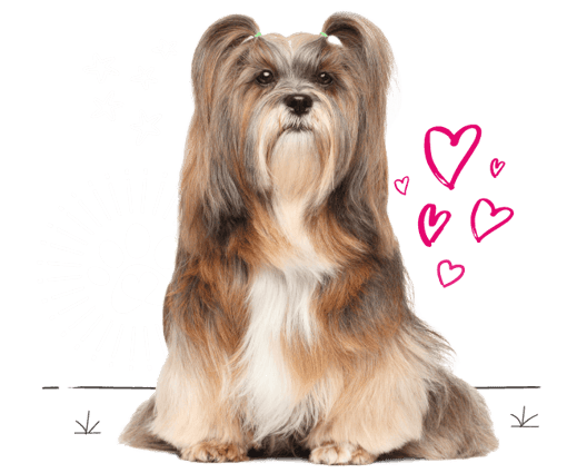 Lhasa Apso looking for insurance