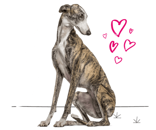 Greyhound looking for insurance