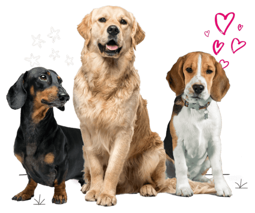 Dachshund, retriever and beagle sitting on the floor