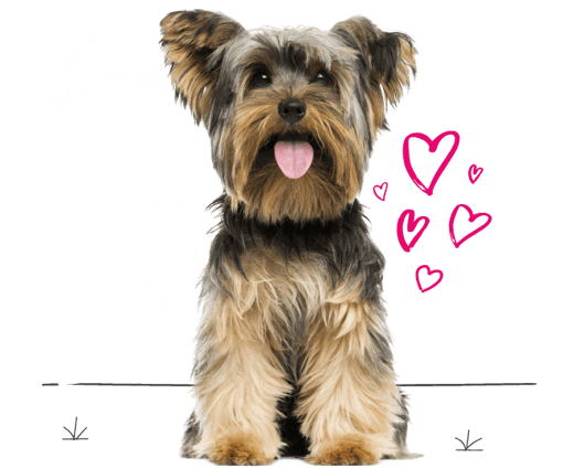 Yorkshire terrier looking for insurance
