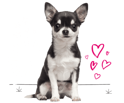 Chihuahua looking for insurance