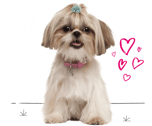 Shih tzu looking for insurance