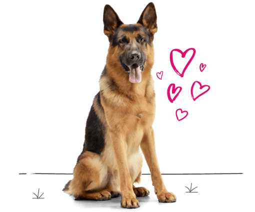 German shepherd looking for insurance