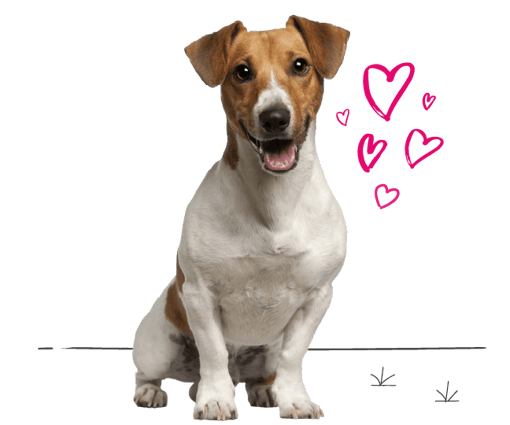 Jack Russell looking for insurance