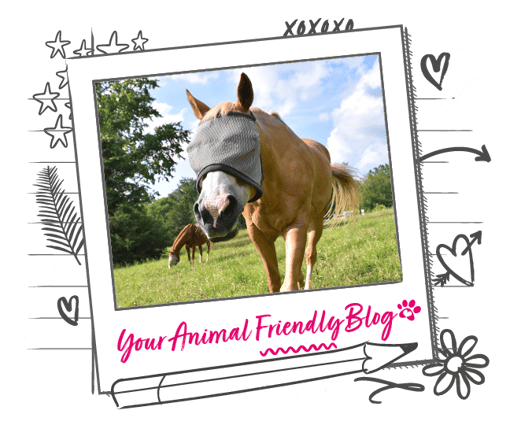 an image of a horse with a fly mask on in a polaroid banner