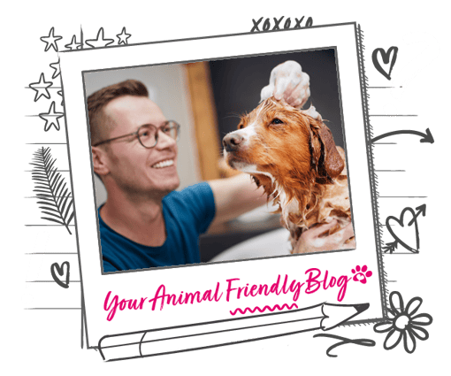 A banner image of a man with a dog